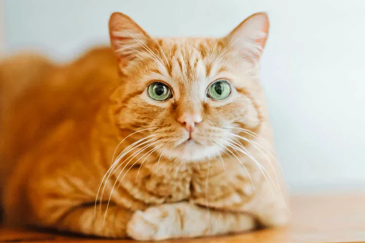 orange cat.